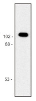 Beta-Galactosidase (mouse monoclonal) (clone BG-02) in the group Antibodies, Bacterial/Fungal at Agrisera AB (Antibodies for research) (AS21 4616)